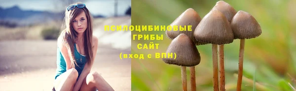 крисы Щигры